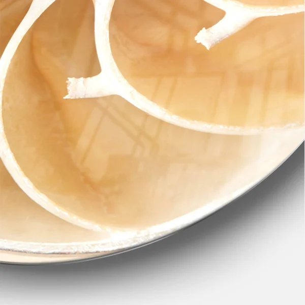Designart 'Brown Nautilus Shell Pattern ' Modern Wall Clock, Size: 38 inch x 38 inch