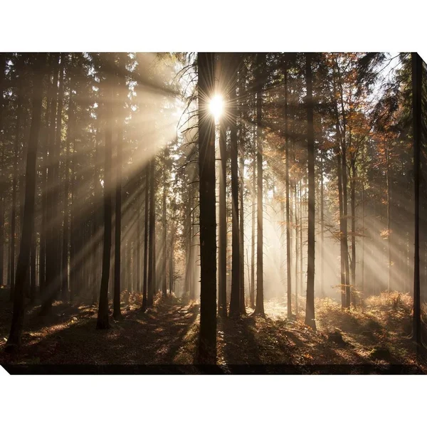 Picture Perfect International Autumn Morning in Forest Giclee Print Canvas Wall Art, 30 Inches x 40 Inches x 1.5 Inches