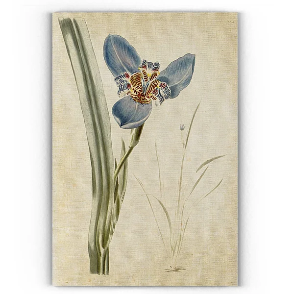 Wexford Home 'Botanical Plate I' Gallery-Wrapped Canvas Art, 18 x 24