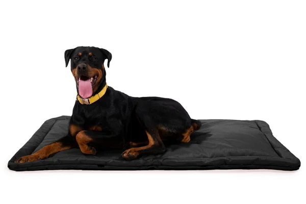 Tough Crate Pad - K9 Ballistics, Chew Resistant and More, Black, Small (29x22x18x22)